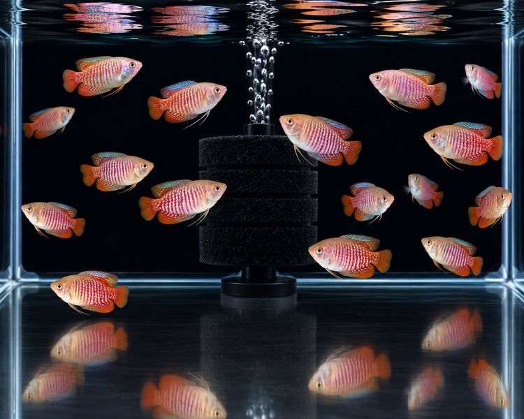 Rainbow Dwarf Gourami ~ 3cm - 4cm